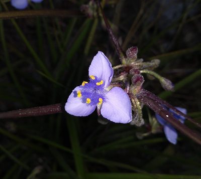 Tradescantia roseolens, photographed by Daniel Estabrooks