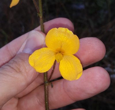 Chapmannia floridana, photographed by Daniel Estabrooks