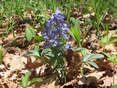 Corydalis turtschaninovii, photographed by Repina Tatyana