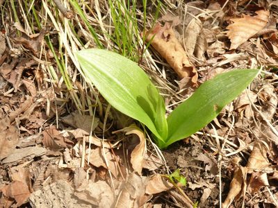 Platanthera densa, photographed by Repina Tatyana