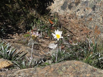 Celmisia asteliifolia, photographed by John Barkla