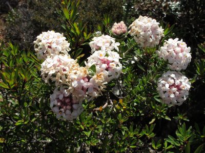 Pimelea sericea, photographed by John Barkla