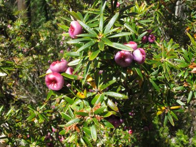 Cyathodes glauca, photographed by John Barkla