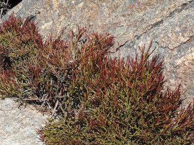 Exocarpos humifusus, photographed by John Barkla