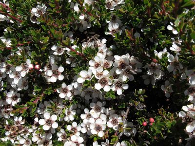 Leptospermum rupestre, photographed by John Barkla