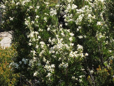 Olearia pinifolia, photographed by John Barkla