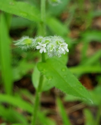 Myosotis verna, photographed by Jennifer Harris