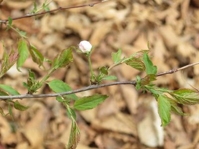 Prunus glandulosa, photographed by Repina Tatyana