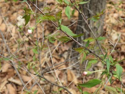 Prunus glandulosa, photographed by Repina Tatyana