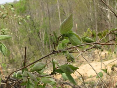 Lonicera praeflorens, photographed by Repina Tatyana