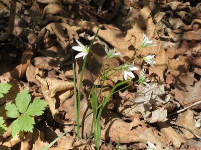Gagea triflora, photographed by Repina Tatyana