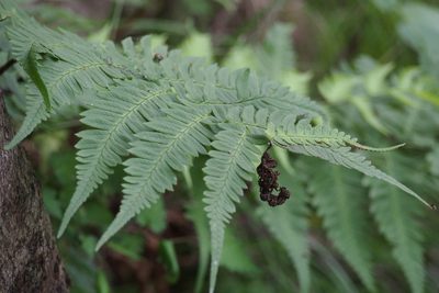 Dryopteris lacera, photographed by harum.koh