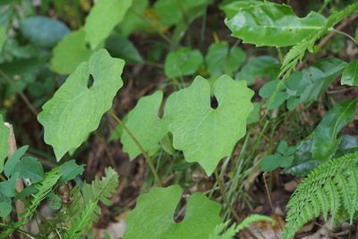 Eomecon chionantha, photographed by harum.koh