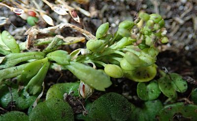Lepidium oligodontum, photographed by Peter de Lange