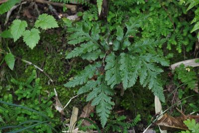 Sceptridium ternatum, photographed by harum.koh