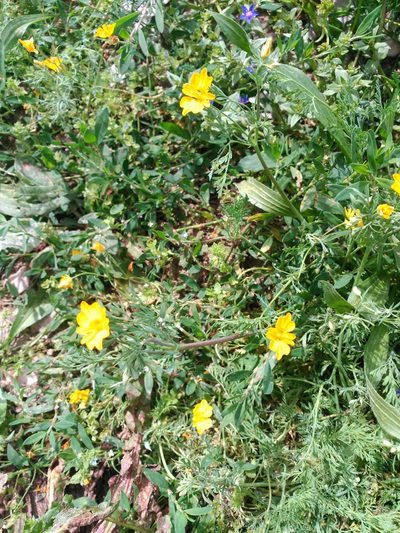 Hypecoum procumbens, photographed by Eduardo Martínez
