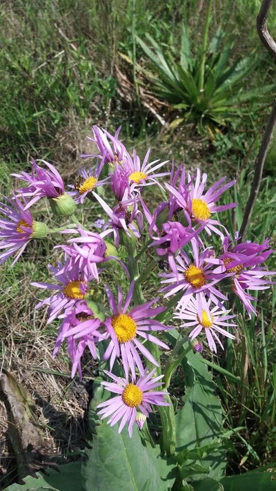 Senecio icoglossus, photographed by Edson Luis Fabro Gasperin