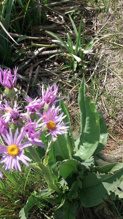 Senecio icoglossus, photographed by Edson Luis Fabro Gasperin