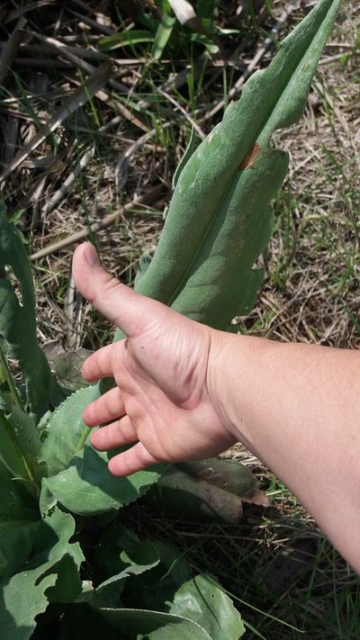Senecio icoglossus, photographed by Edson Luis Fabro Gasperin