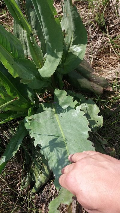Senecio icoglossus, photographed by Edson Luis Fabro Gasperin