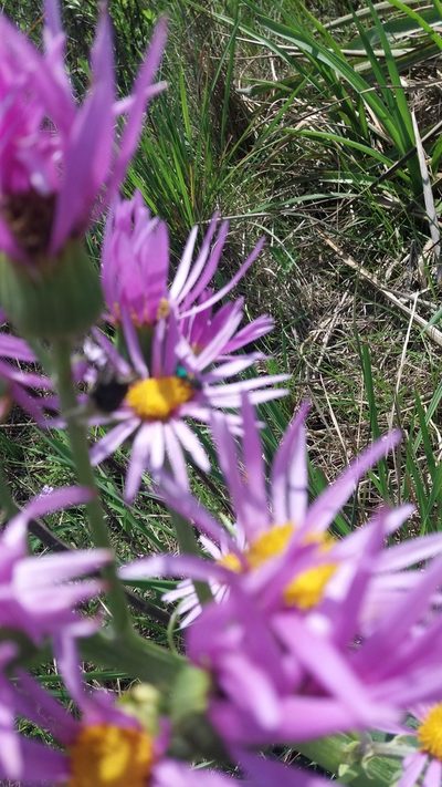 Senecio icoglossus, photographed by Edson Luis Fabro Gasperin
