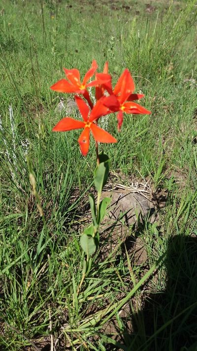 Mandevilla coccinea, photographed by Edson Luis Fabro Gasperin