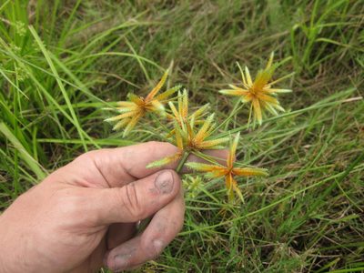 Cyperus oxylepis, photographed by Eric Knight