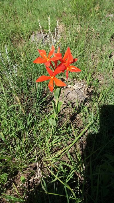 Mandevilla coccinea, photographed by Edson Luis Fabro Gasperin