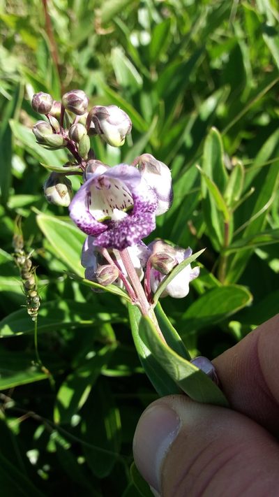 Angelonia integerrima, photographed by Edson Luis Fabro Gasperin