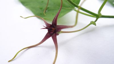 Oxypetalum harleyi, photographed by russiannaturalistbrazil