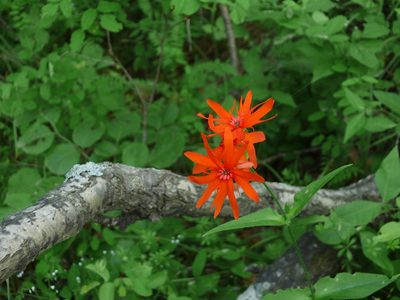 Silene banksia, photographed by Repina Tatyana