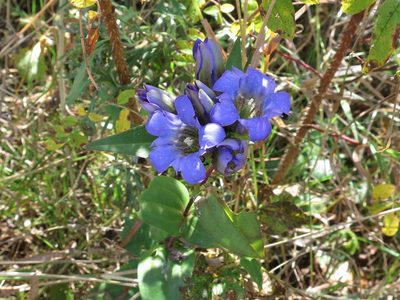 Gentiana scabra, photographed by Repina Tatyana