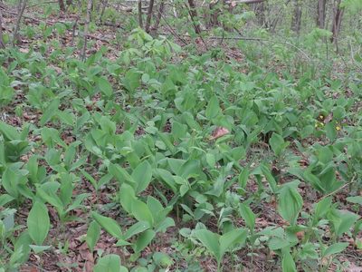 Convallaria keiskei, photographed by Repina Tatyana
