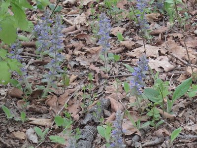 Ajuga multiflora, photographed by Repina Tatyana
