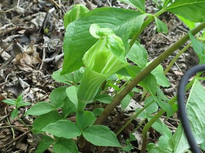 Arisaema amurense, photographed by Repina Tatyana