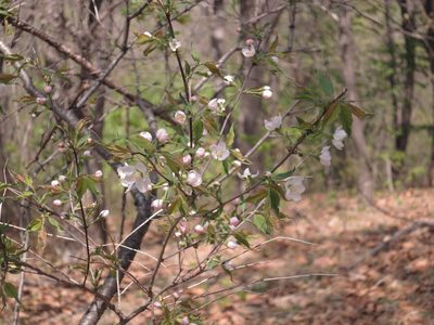 Prunus glandulosa, photographed by Repina Tatyana