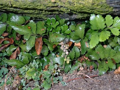 Asplenium pauperequitum, photographed by Peter de Lange