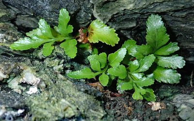 Asplenium pauperequitum, photographed by Peter de Lange