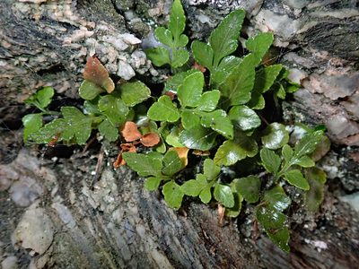 Asplenium pauperequitum, photographed by Peter de Lange