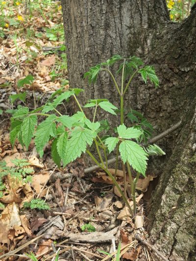 Actaea dahurica, photographed by Repina Tatyana