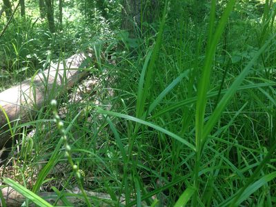 Carex tribuloides, photographed by Lori B