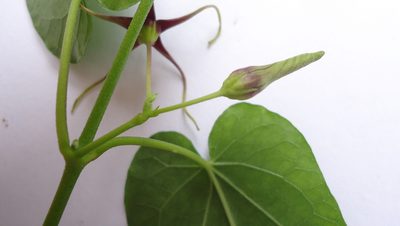 Oxypetalum harleyi, photographed by russiannaturalistbrazil