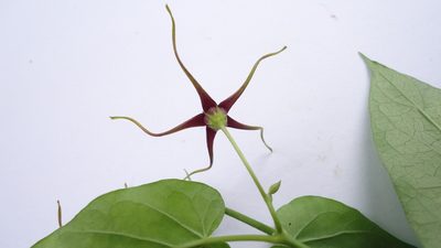 Oxypetalum harleyi, photographed by russiannaturalistbrazil