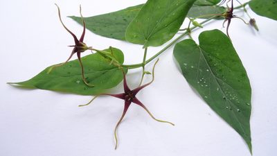 Oxypetalum harleyi, photographed by russiannaturalistbrazil