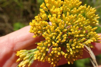 Phymaspermum acerosum, photographed by Peter Warren