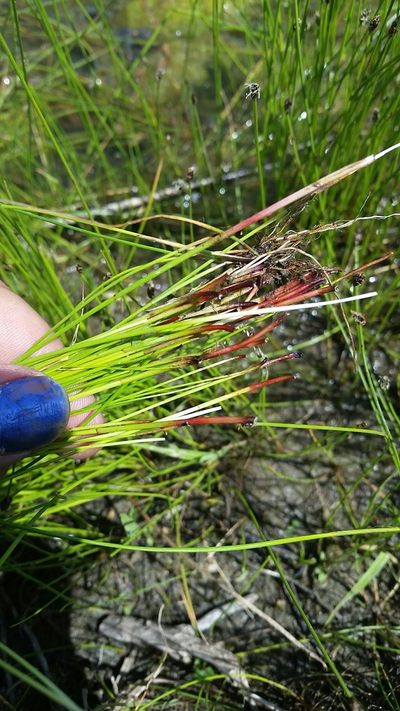 Eleocharis erythropoda, photographed by Evan Barker