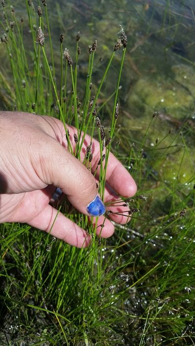 Eleocharis erythropoda, photographed by Evan Barker
