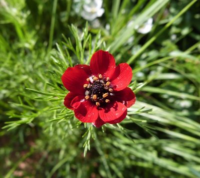 Adonis annua, photographed by Naturalista