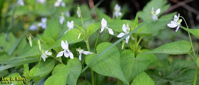 Viola acuminata, photographed by Kim, Hyun-tae