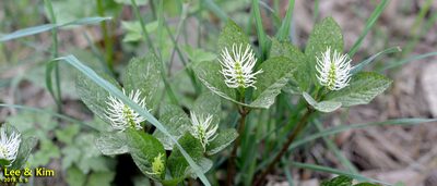 Chloranthus fortunei, photographed by Kim, Hyun-tae